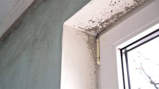 Best Toxic Mold Removal  in Seacliff, CA
