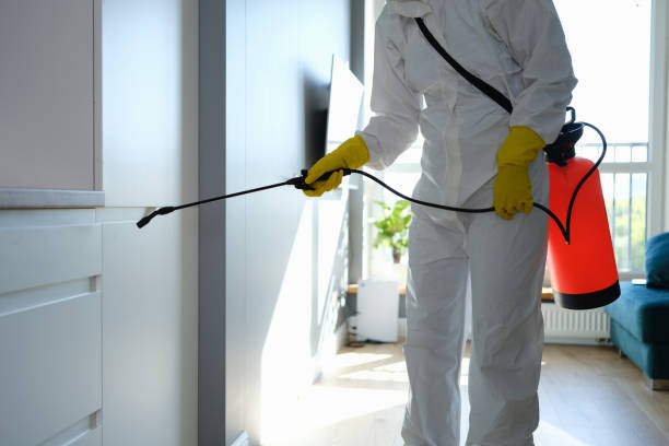 Best Same-Day Mold Removal  in Seacliff, CA