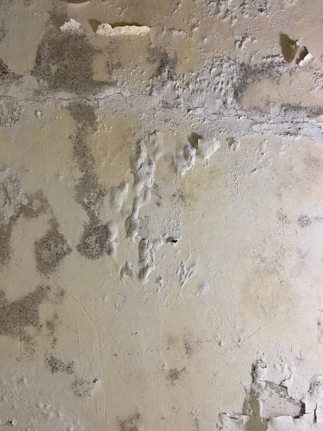 Mold Testing and Removal in Seacliff, CA