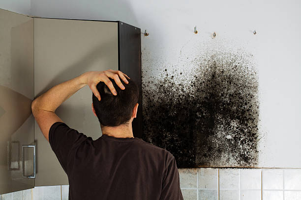 Best Attic Mold Removal  in Seacliff, CA
